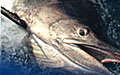 marlin_231206
