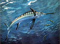 marlin_270207