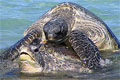 mating-turtles_210910