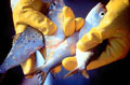 menhaden_250705