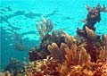 mexican-reef_081210