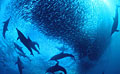 migrating-fish_050409