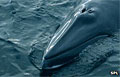 minke_041212