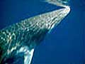 minke_201004