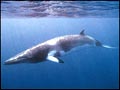 minke_whale_23022005