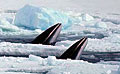 minkeice_220507