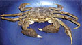 mitten-crab_051207