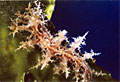 mollusc_261011