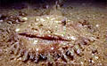 monkfish_110507