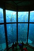 monterey_aquarium_251207