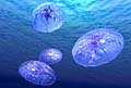 moon_jellyfish_070705