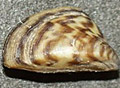 mussel_120108