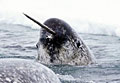 narwhal2_090407