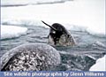 narwhal_010505