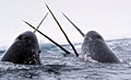 narwhal_080910