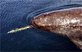 narwhal_140508