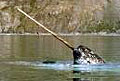 narwhal_230407