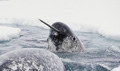 narwhal_271108