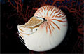 nautilus2_021211