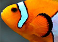 nemo_020611