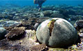 ningaloo_310110