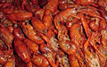 northern-shrimp_080509