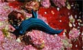 nudi_100909