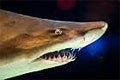nurseshark_120507