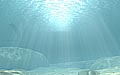 oceanfloor_050205
