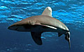 oceanic-wt_110408