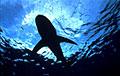 oceanic_020704