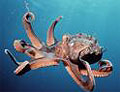 octopus_190310