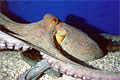 octopus_210607
