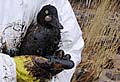 oil_spill_100206