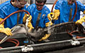 oily-bird_200510