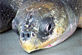 olive-ridley_130308