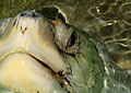 olive_260306