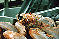 orange-roughy_231005