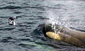 orca-hunting_210710