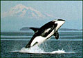orca030603