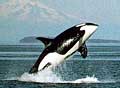orca_181103