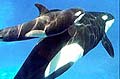 orca_240903
