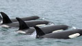 orcas_300811