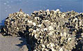 oyster-reef_220509