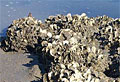 oyster-reef_250709