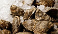 oysters_140211
