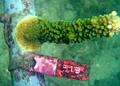 p4coral_290812