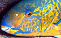 parrotfish_130707