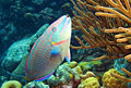 parrotfish_141111