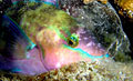 parrotfish_221110